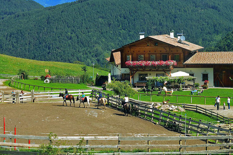 Cavalos Loiros Sorrir Prado Siusi Alpes Trentino Alto Adige Itália